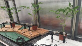 three plants on a table with two microphones pointed at each