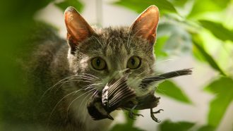 a cat with a bird in its mouth