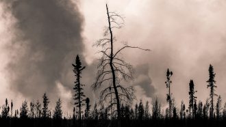 smoke billows up behind a row of trees