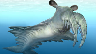 An illustration of an Anomalocaris canadensis underwater.