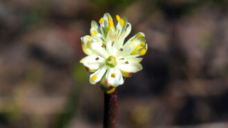 a yellow and white Triantha occidentalis flower