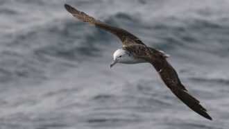 A streaked shearwater flying over water