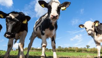 a trio of young cows looks at the viewer