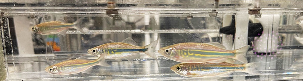 Several silver fish with a green and yellow stripe are swimming in a clear tunnel