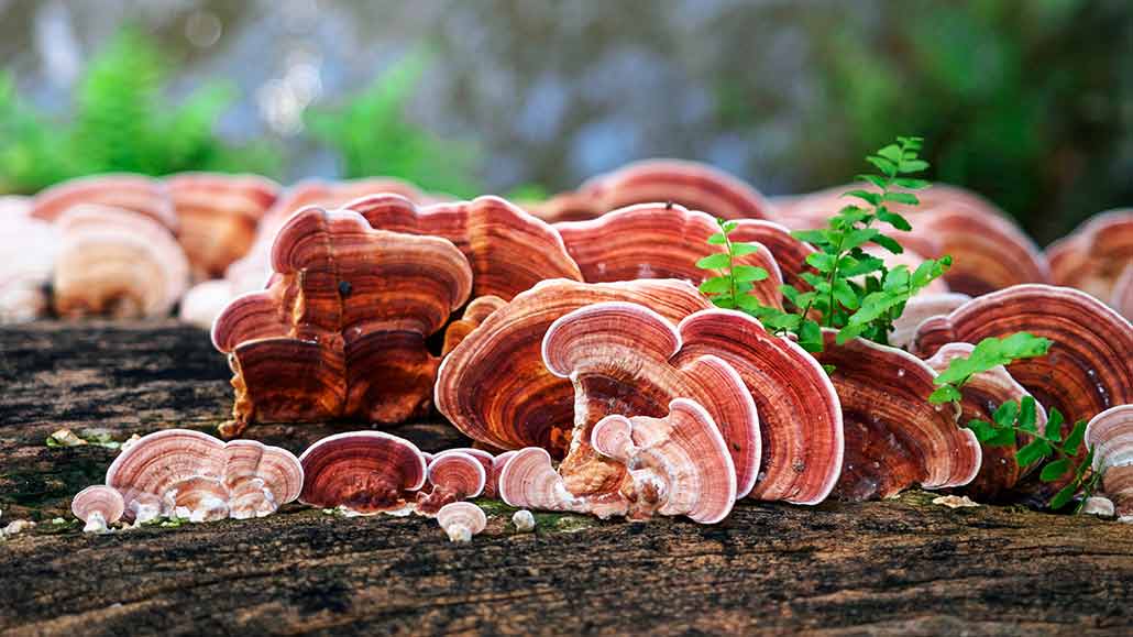 a fallen tree with brown and white striped fungi growing on the trunk