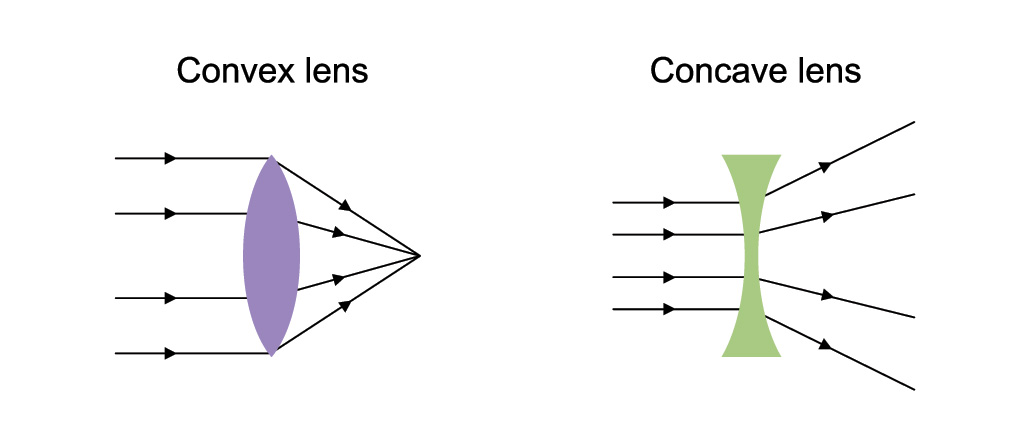 a diagram showing a convex lens (a thin lens with surfaces that curve out on the font and back - it is thickest in the middle of the lens) and a concave lens (a lens with two surfaces that curve in and are thinnest at the center)