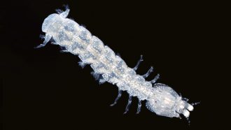 a Nanosquilla mantis shrimp against a black background