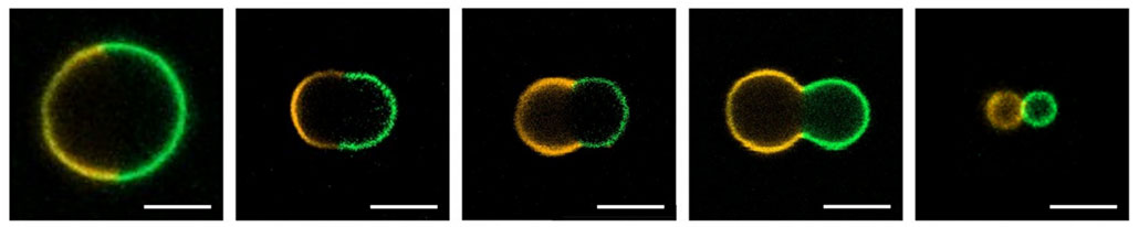 a series of images showing a half green, half orange, ring dividing itself