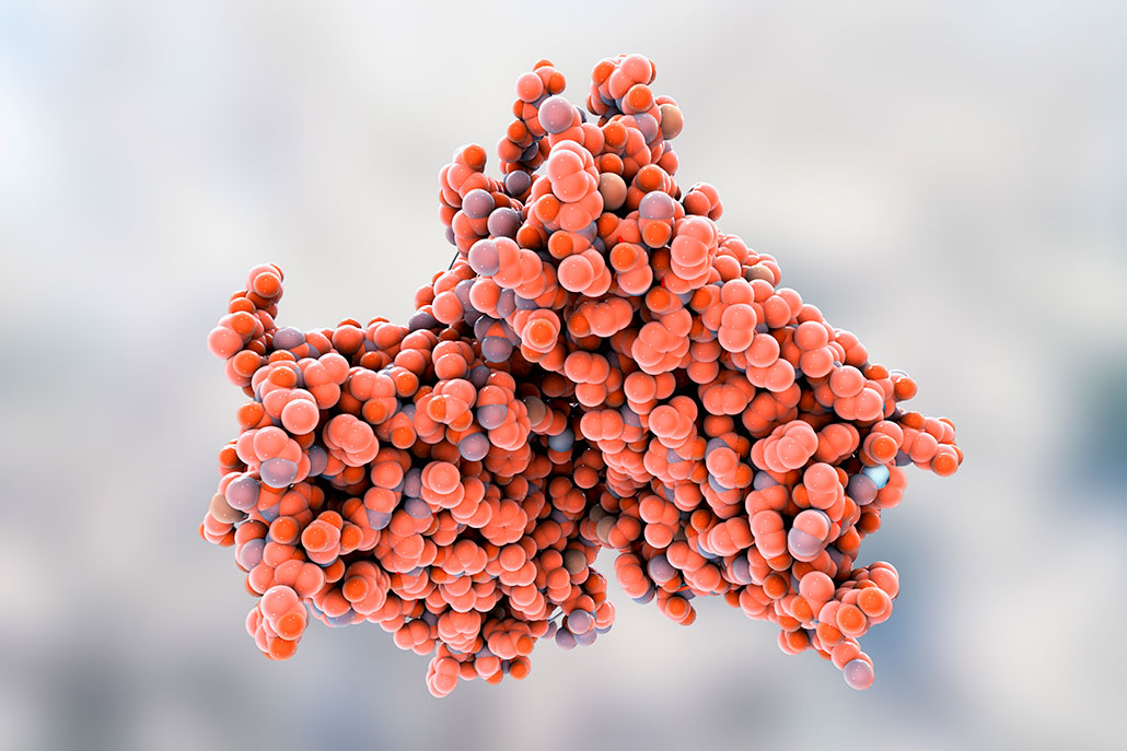 a large clump of red bubbles meant to show the structure of the rhodopsin protein