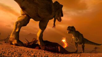 two T.rexes face off over a carcass in an orange landscape, an active volcano is in the background