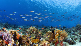 an underwater photo of a thriving colorful coral reef. many fish are swimming overhead