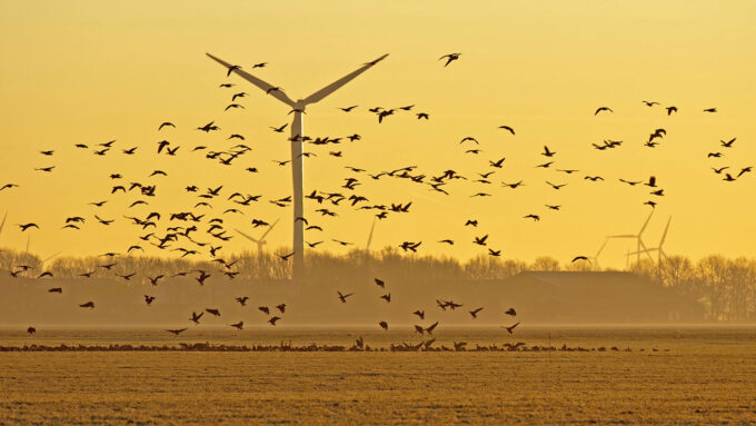 a photo of wind turbines and birds rising into the air