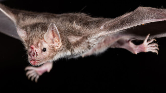 a vampire bat spreads its wings as it soars through the air against a black landscape