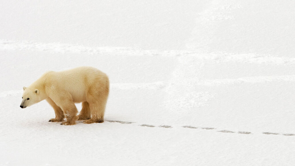 a polar bear walking through snow and leaving footprints behind