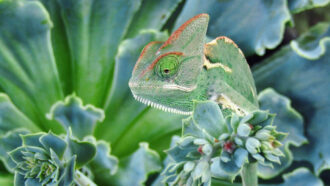 a light green chameleon blends in with the light green leaves of the succulent plant it's standing on