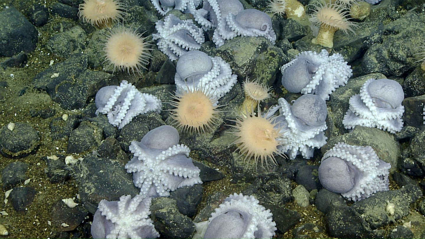 a photo of the seabed where numerous octopus are gathering, most of them are sitting upside down with tentacles curled around themselves and their eggs