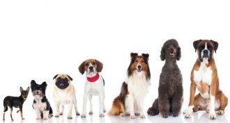 dog breeds