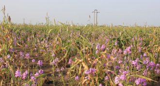 parasitic plants