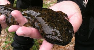 hellbender