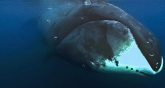 bowhead whale