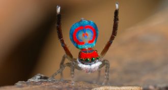 peacock spider