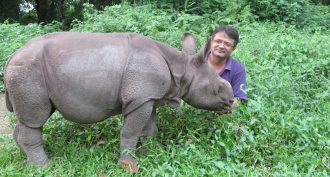 baby greater one-horned rhinoceros