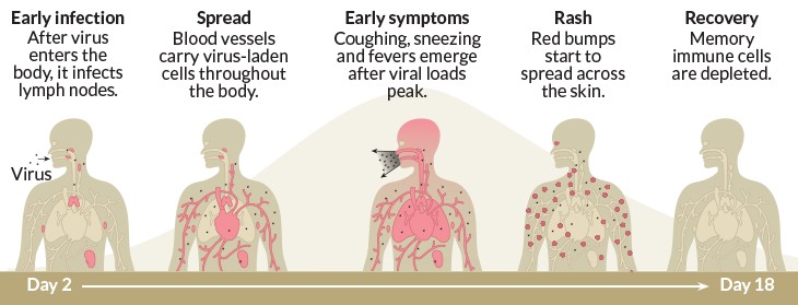 060819_ls-measles_inline_schematic_730.png