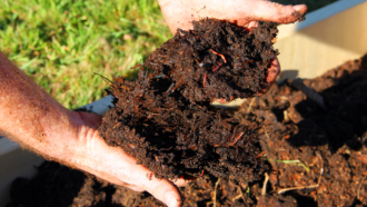 compost handful