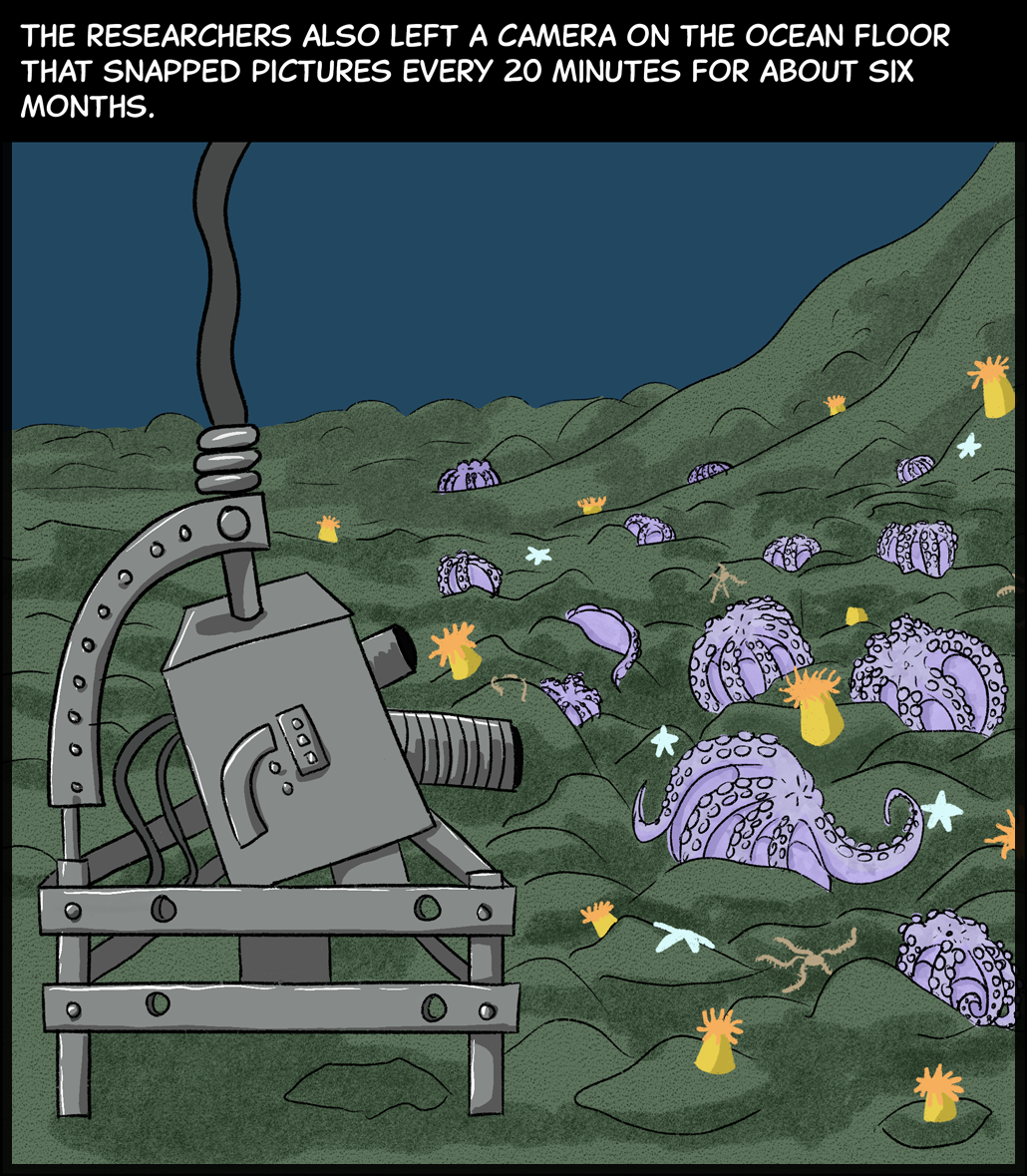 Text (above image): The researchers also left a camera on the ocean floor that snapped pictures every 20 minutes for about six months. Image: A large metallic tripod stands on the seafloor, holding a camera. The camera is pointed at a group of octopuses sitting upside-down on the seafloor to guard their nests of eggs.