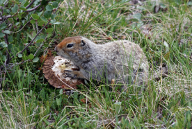 ground squirrel