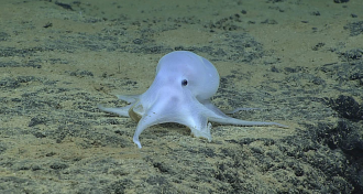 Casper octopus